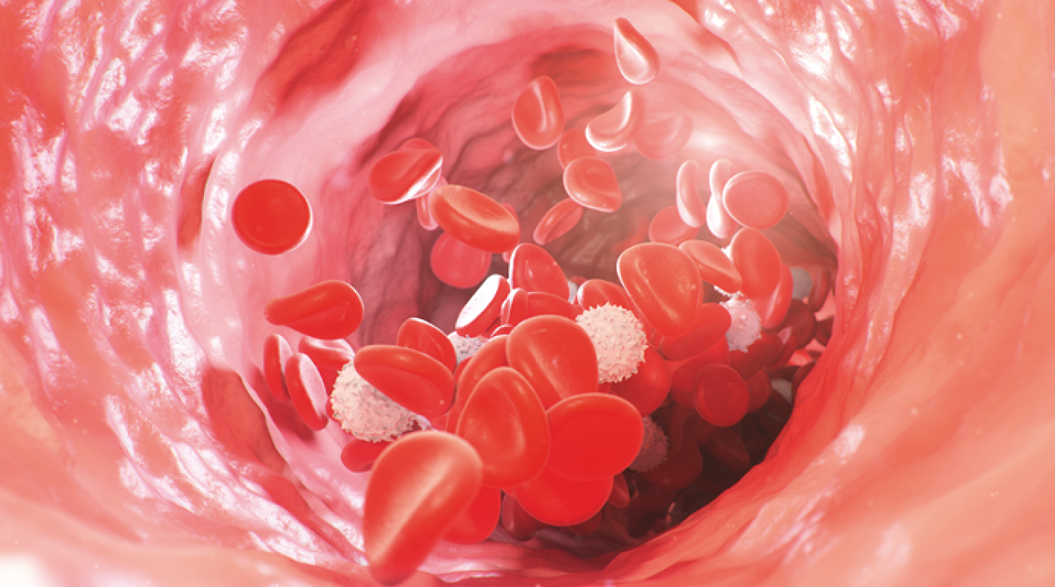 Foto (kleur) bloedvat met rode bloedcellen